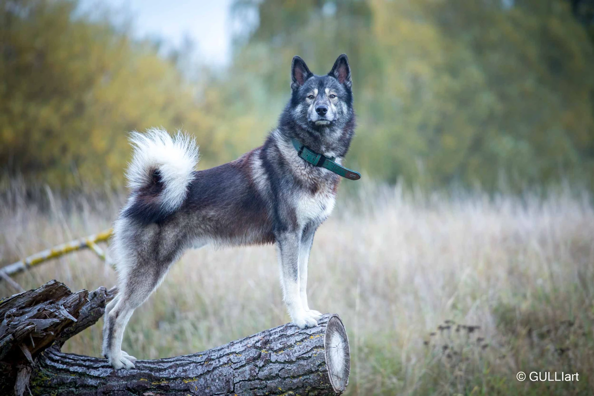 Hund auf einem Baumstamm