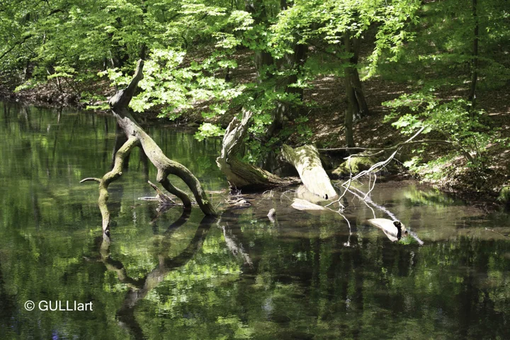 Äste spiegeln sich im ruhigen Wasser