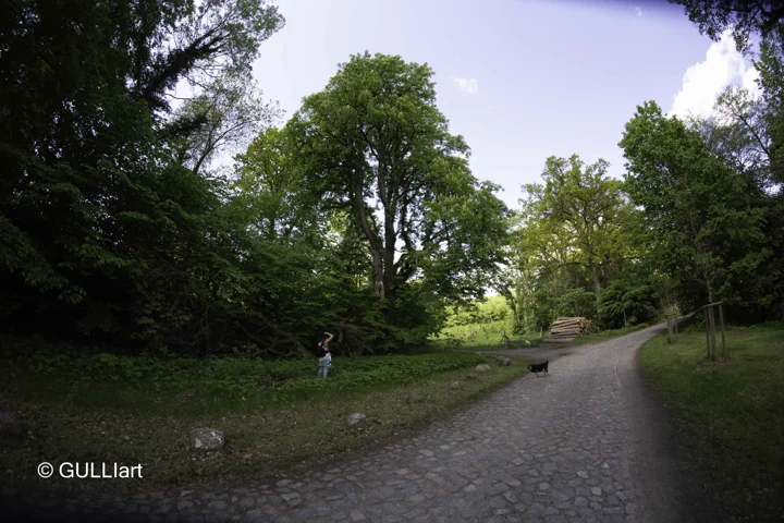Der Weg im Grünen